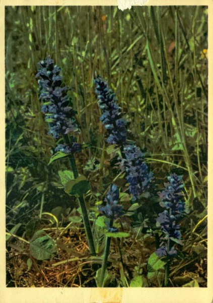 Kriechender Günsel Vorderseite