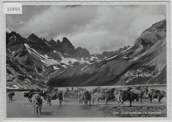 Tschingelhörner und Segnespass - Kuhherde vaches cows