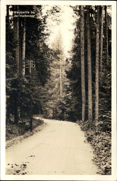 Waldpartie bei der Haltenegg. Vorderseite