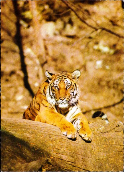 Tiger und der mysteriöse Schwanz