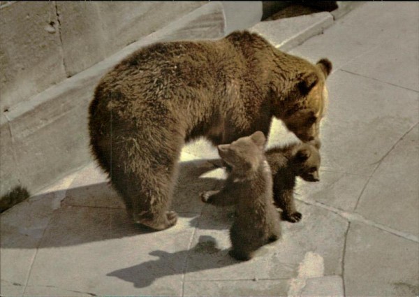 Bern - Junge Bären im Bärengraben  Vorderseite