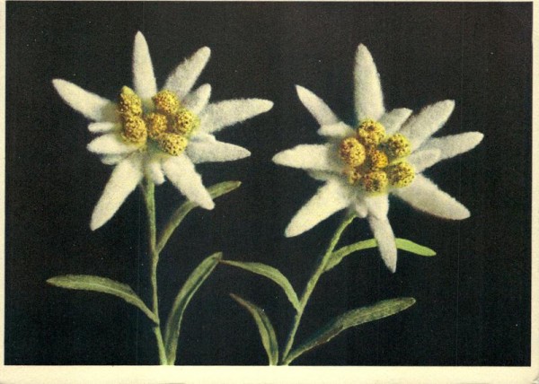 Edelweiss Vorderseite