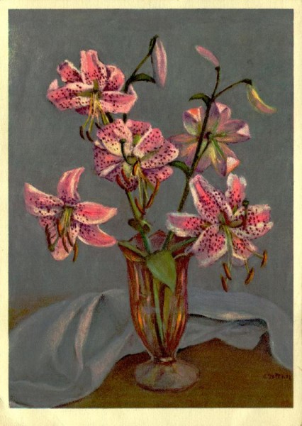 Prachtlilie Vorderseite