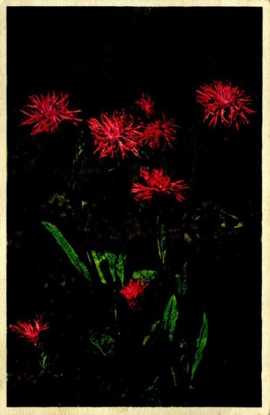 Flockenblumen Vorderseite