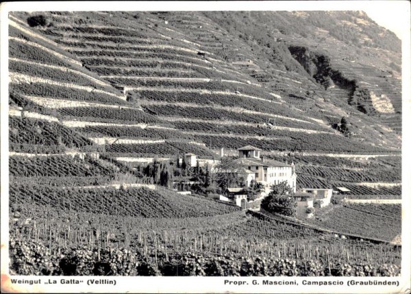 Weingut La Gatta Veltlin, Propr. G. Mascioni, Campascio Vorderseite