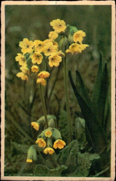 Primula veris Vorderseite