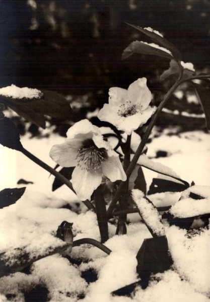 Christrosen Vorderseite