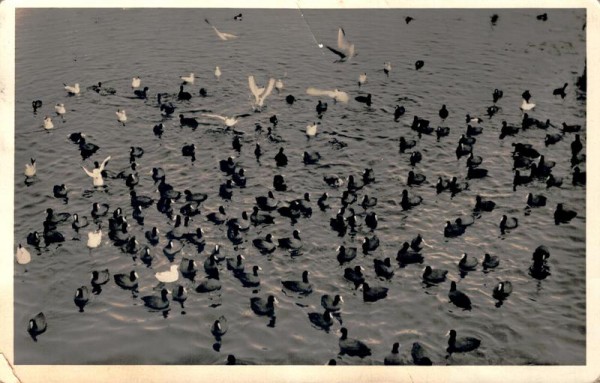 Zürichsee, Vögel Vorderseite