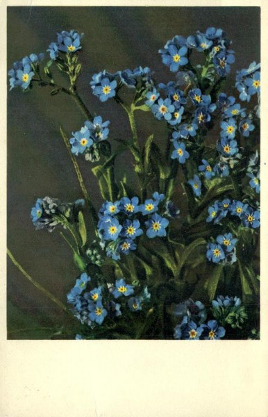 Alpen-Vergissmeinnicht Vorderseite