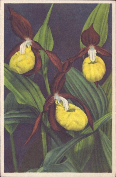 Frauenschuh Vorderseite