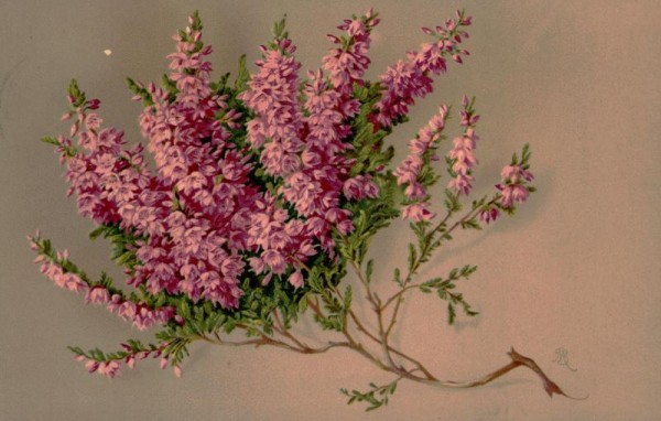 "heidezauber" Vorderseite