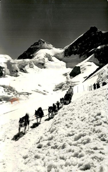 Polarhunde auf Jungfraujoch Vorderseite