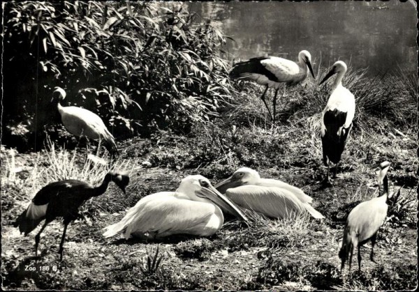 Zoologischer Garten Zürich. Vorderseite