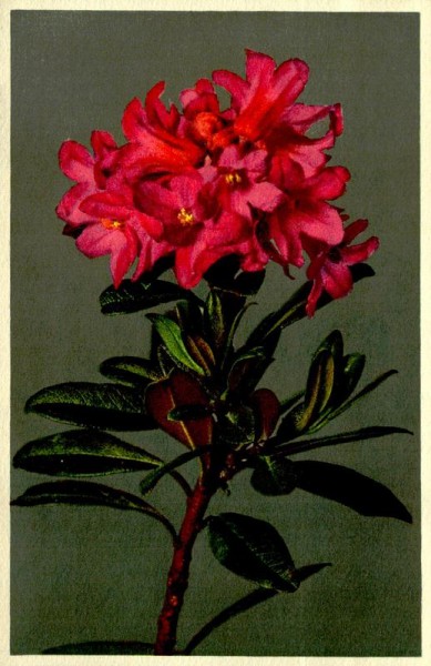 Rostblättrige Alpenrose Vorderseite