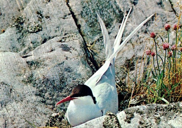 Küstenseeschwalbe Vorderseite