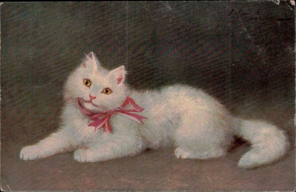weisse Katze Vorderseite
