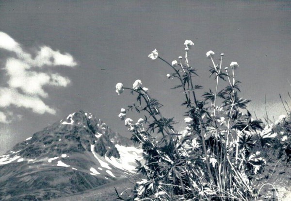 Trollblumen in den Bergen Vorderseite
