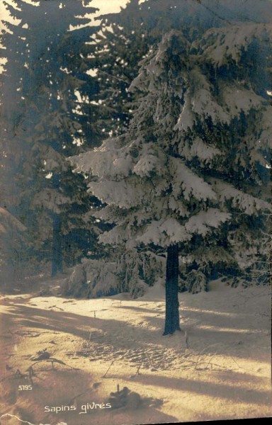 Sapins givrés Vorderseite