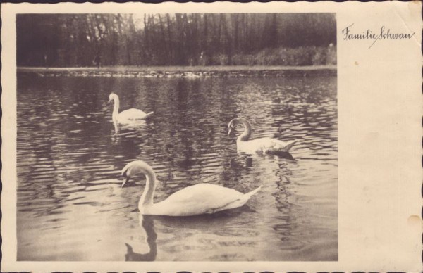 Familie Schwan