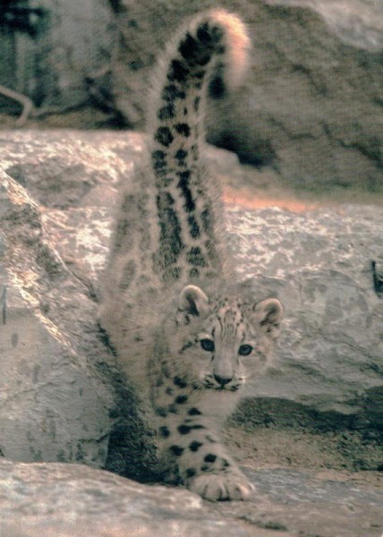 Zoo Zürich, Junger Schneeleopard Vorderseite