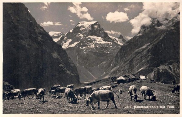 Baumgartenalp mit Tödi Vorderseite