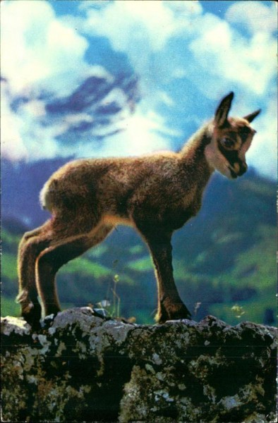 Chamois - Gämse Vorderseite