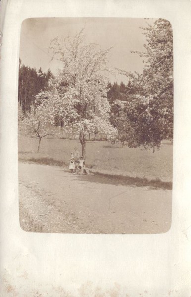 Privatfoto vor blühendem Baum