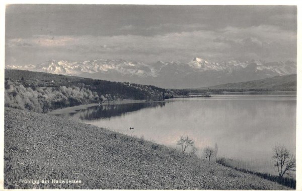 Frühling am Hallwilersee Vorderseite