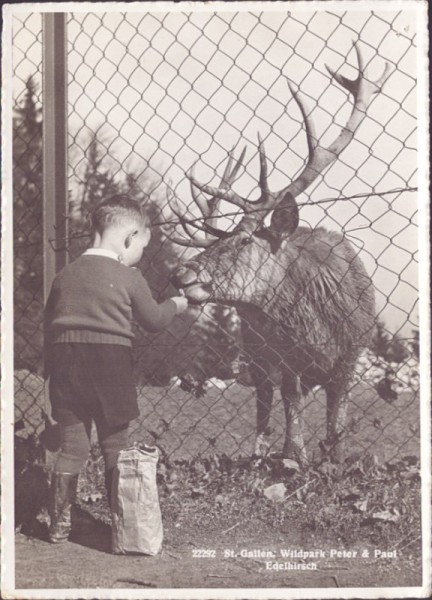 St. Gallen, Wildpark Peter & Paul, Edelhirsch