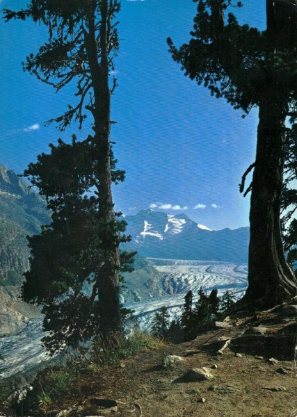 Aletschwald und Aletschgletscher Vorderseite
