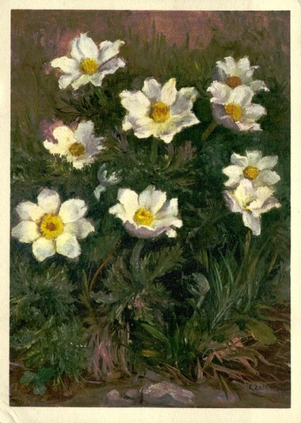 Alpen-Windröschen Vorderseite