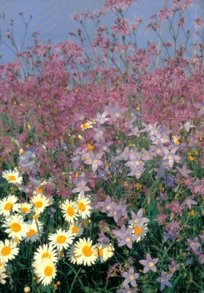 Wiesenblumen Vorderseite