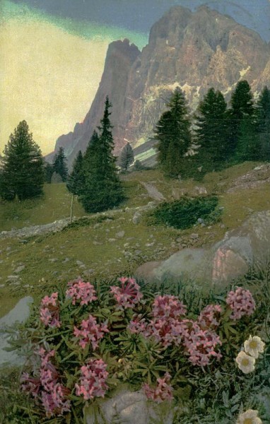 Daphne striata Vorderseite