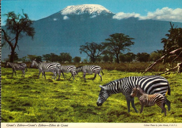 Zebra