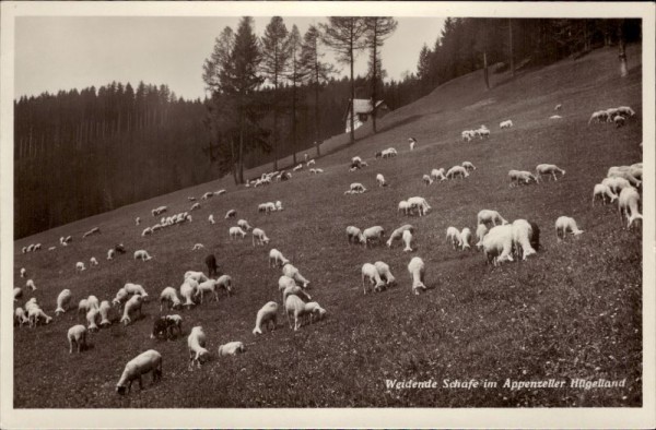 Weidende Schafe im Appenzeller Hügelland