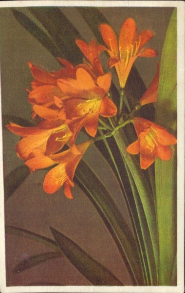 Clivia miniata Regel