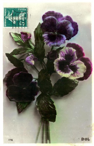 Veilchenstraus Vorderseite