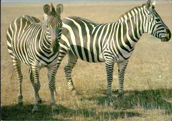 Zebra Vorderseite