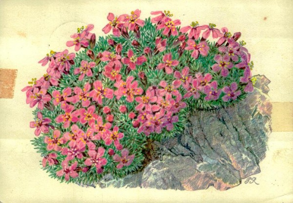 Stengelloses Leimkraut Vorderseite