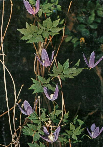 Alpenrebe Vorderseite