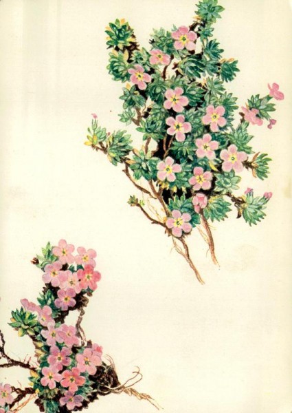 Gletschermannsschild Vorderseite