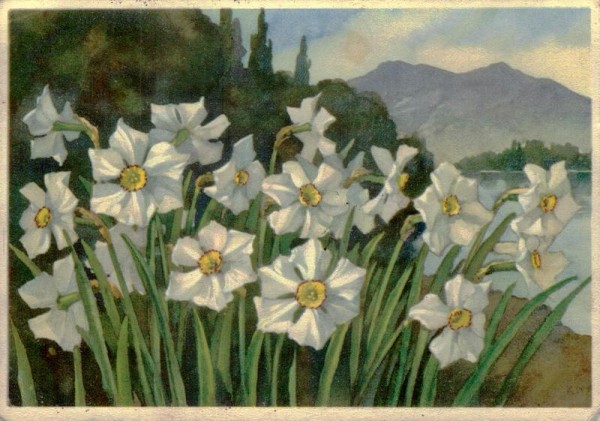 Narcissus poeticus, Sternblume Vorderseite