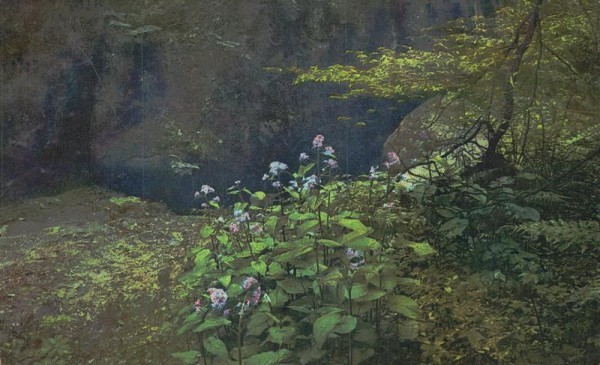 Mondviolen Vorderseite