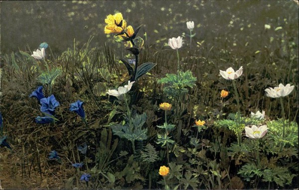 Anemone alpina Vorderseite