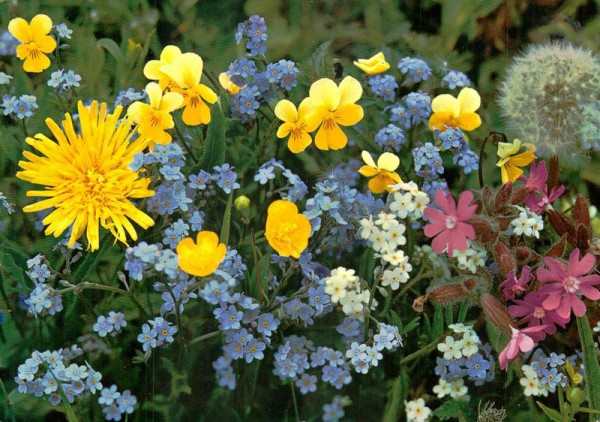 Myosotis-Vergissmeinnicht Vorderseite