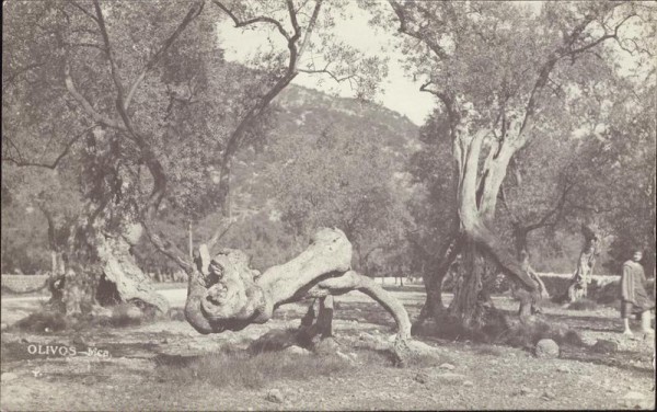Olivos, Mallorca 1932 Vorderseite