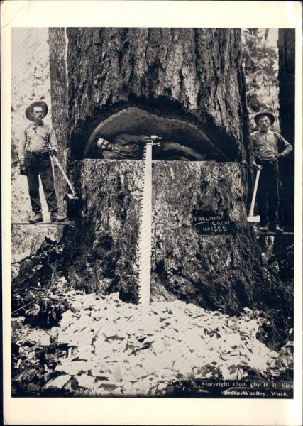 Baumfäller in Washington 1899, REPRODUKTION Vorderseite