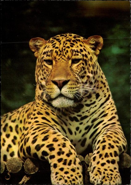 Jaguarleopard Vorderseite