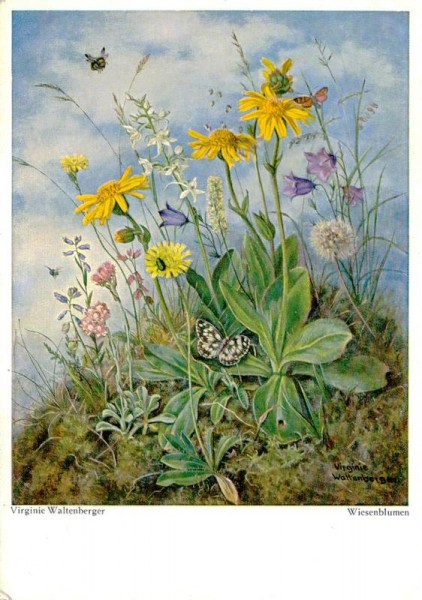 Wiesenblumen Vorderseite
