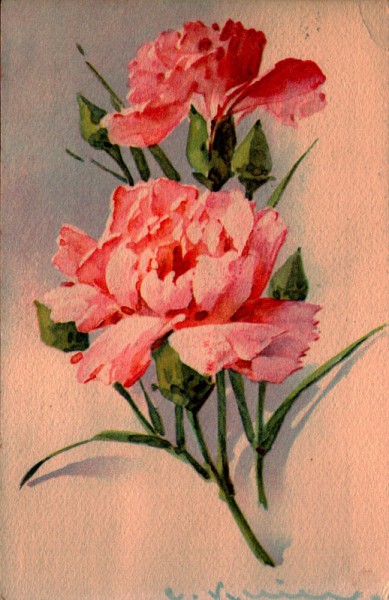 Rosen Catharina Klein